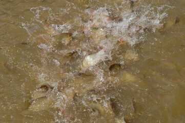 The beautiful nature and landscapes of the Khao Sok National Park in Thailand