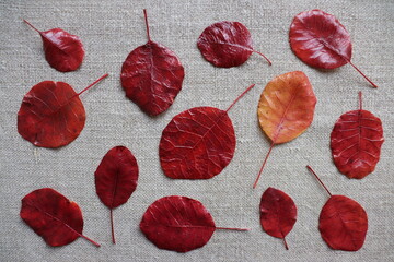 Autumn leaves on a dark fabric background.