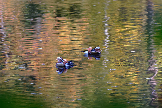 zwei Mandarinenenten schwimmen auf dem Pfaffensee / B&auml;rensee in Stuttgart. Sch&ouml;ne Farben. 