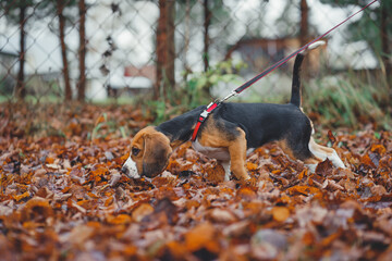 Close-up of a beagle puppy for a walk in the autumn park runs on the yellow fallen leaves on the...
