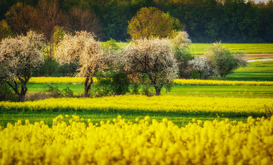 rapeseed field in the rays of the sun