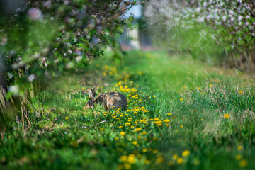 Easter bunny among the spring grass and flowers