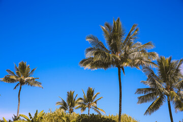 Obraz na płótnie Canvas Plam tree at Oahu island, Hawaii