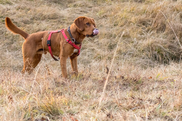 young brown labrador running with wooden stick in his mouth