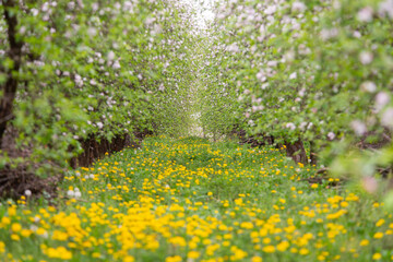a spring blooming orchard among yellow flowers