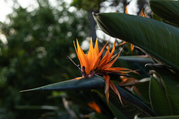 Colorful bird of paradise flower