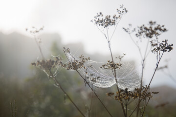 Autumn landscape. Morning, fog, cobwebs on the grass, raindrops on the cobwebs. In the background, in the fog, the outlines of houses.