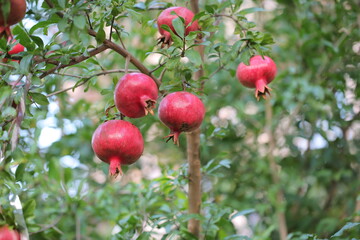 pomegranate fruit grows on the tree in autumn