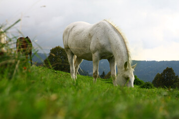 White horse in the meadow