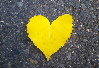 Heart Shaped Leaf