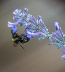 bee feeding 