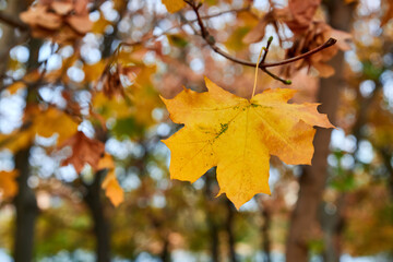 Autumn orange maple leaf on tree in park against the background of orange foliage. Closeup, selective focus