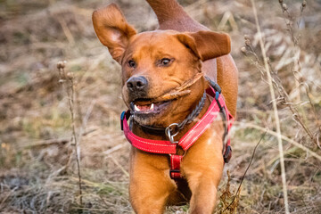 young brown labrador running with wooden stick in his mouth