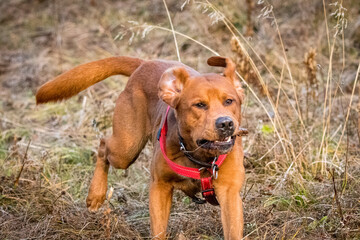 young brown labrador running with wooden stick in his mouth