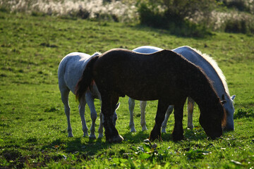 Horses