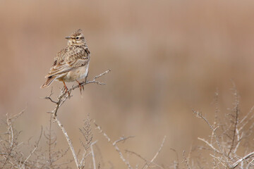Crested lark. Bird in spring. Galerida cristata