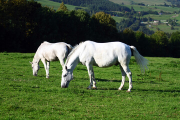 White horse in the meadow