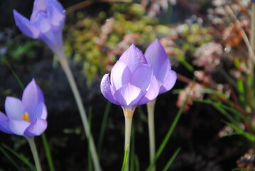 Close up of small, rounded, lilac flowers of the fall crocus (Crocus goulimyi), endemic to Greece 