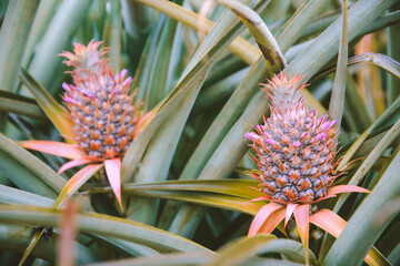 Pineapple at Dole Plantation, Oahu, Hawaii