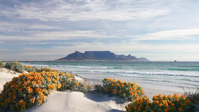 scenic view of table mountain south africa cape town from blouberg with spring flowers