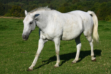 Obraz na płótnie Canvas White horse in the meadow