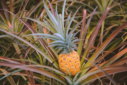 Pineapple at Dole Plantation, Oahu, Hawaii