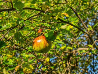 Wild apples caught on the tree.