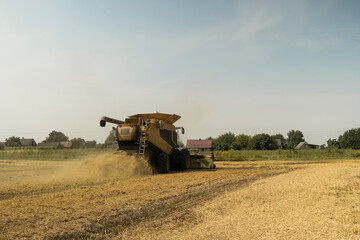 Combine harvester agriculture machine harvesting golden ripe wheat field. Agriculture. Combine...