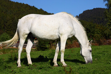 Obraz premium White horse in the meadow