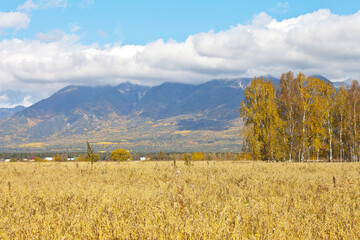 Obraz premium Autumn rural landscape with a yellow oat field in the foothill valley. The peaks of the Eastern Sayan Mountains are covered with low clouds. Natural background. Siberia, Buryatia, Tunka Valley, Arshan