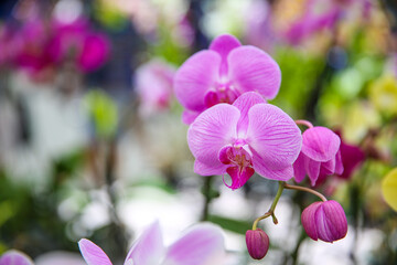 moth orchids flower at KCC Farmers Market, Honolulu, Oahu, Hawaii
