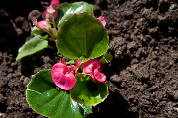 purple flowers of the field