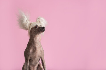 Chinese Crested Dog looks up in front of pink background. Cute lady dog. Copy space