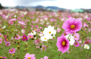 Obraz premium コスモス畑
