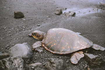 Turtle at Punaluu Beach, Big Island, Hawaii