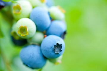 ブルーベリー農園