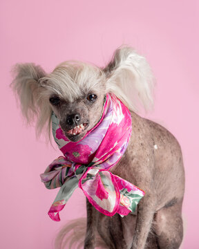 Chinese Crested Dog with scarf in front of pink background. Indignant ugly dog. Copy space