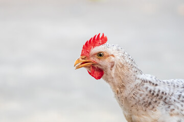 Kuroiler Chicken. Full-grown Kuroiler chicken playing in group. Kuroiler is a hybrid breed of chicken.