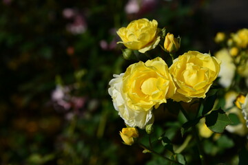 黄色系のバラ