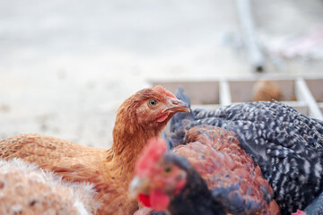 Kuroiler Chicken. Full-grown Kuroiler chicken playing in group. Kuroiler is a hybrid breed of chicken.