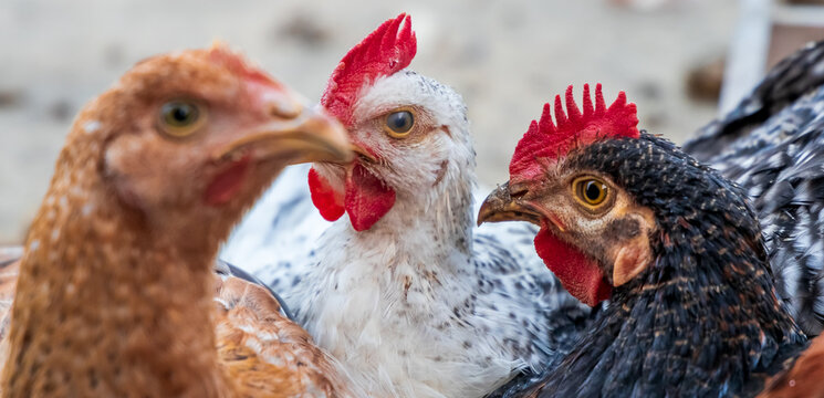 Kuroiler Chicken. Full-grown Kuroiler chicken playing in group. Kuroiler is a hybrid breed of chicken.