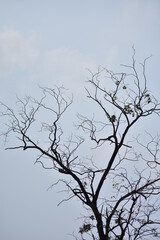 tree branches against blue sky