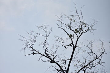 tree branches against sky