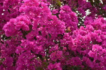 pink flowers in the garden