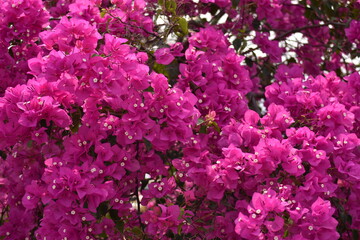 pink flowers in the garden