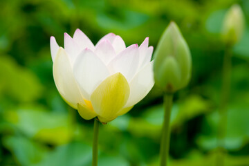 極楽浄土の蓮の花