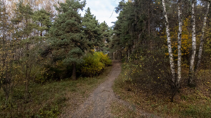 path in the forest
