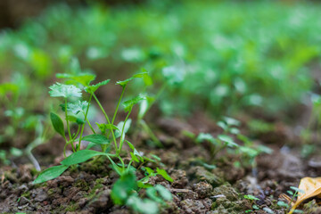 Closeup Green Coriander Plant in the garden. Low angle view.