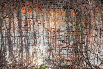 Fragment starego, ceglanego muru porośniętego pnączem.