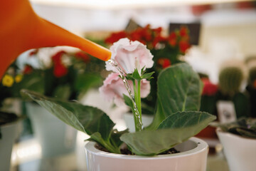 watering the flowers in a pot of watering cans.